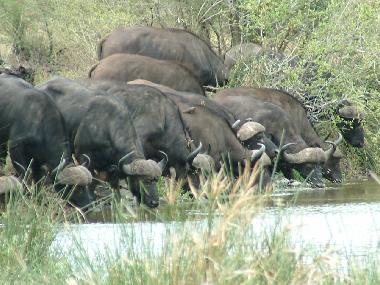 Maison de vacances �/en/au Marloth Park (Mpumalanga)ou appartement ou maison de vacances