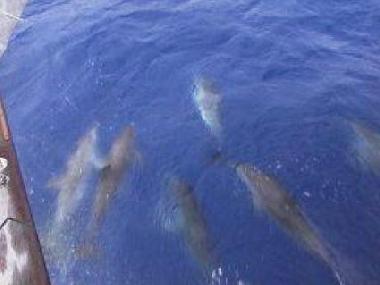 Appartement de vacances /en/au Mali Losinj  (Primorsko-Goranska)ou appartement ou maison de vacances