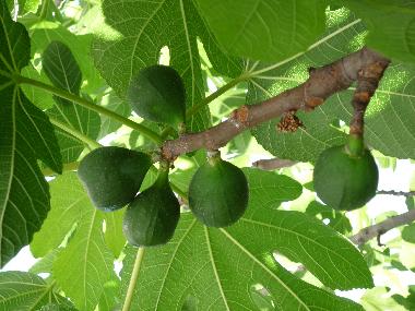 Maison de vacances /en/au Seget Vranjica (Splitsko-Dalmatinska)ou appartement ou maison de vacances