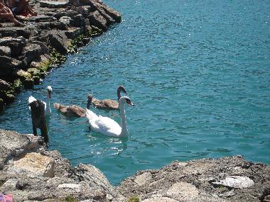 Appartement de vacances �/en/au Ohrid (Ohrid)ou appartement ou maison de vacances