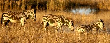 Chalet �/en/au Kroonstad (Free State)ou appartement ou maison de vacances