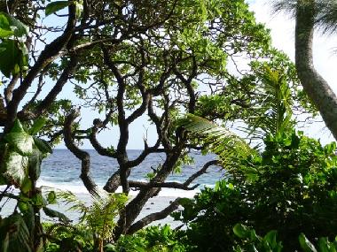 Maison de vacances �/en/au RAROTONGA (Cookinseln)ou appartement ou maison de vacances