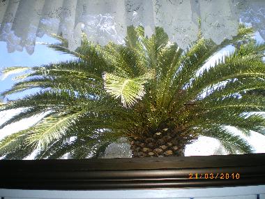 Maison de vacances �/en/au El Sauzal (Teneriffa)ou appartement ou maison de vacances