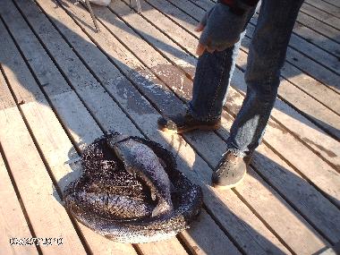 Maison de vacances /en/au svanskoog- (Vrmland)ou appartement ou maison de vacances