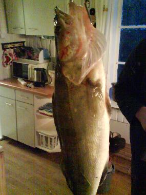 Maison de vacances /en/au svanskoog- (Vrmland)ou appartement ou maison de vacances