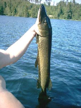 Maison de vacances /en/au svanskoog- (Vrmland)ou appartement ou maison de vacances