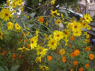 Maison de vacances /en/au KOKKINI HANI (Irakleio)ou appartement ou maison de vacances