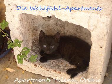 Appartement de vacances /en/au Orebic (Dubrovacko-Neretvanska)ou appartement ou maison de vacances