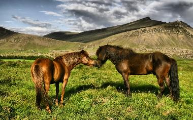Maison de vacances �/en/au Borgarnes (Myrasysla)ou appartement ou maison de vacances