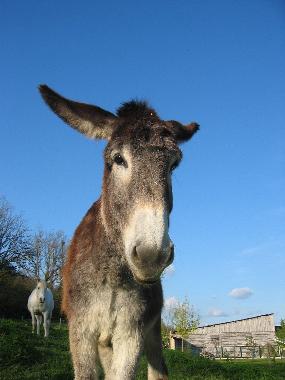Maison de vacances /en/au Eymet (Dordogne)ou appartement ou maison de vacances
