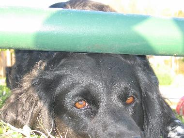 Maison de vacances /en/au Eymet (Dordogne)ou appartement ou maison de vacances