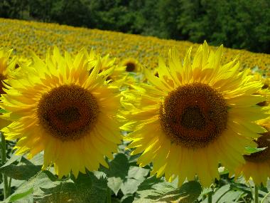 Maison de vacances �/en/au Anghiari (Arezzo)ou appartement ou maison de vacances