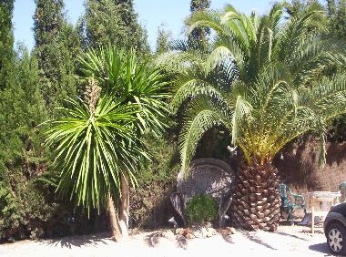 Jardin avec palmiers