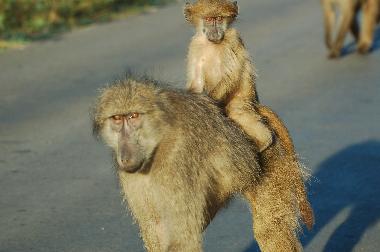 Appartement de vacances �/en/au Kirstenhof (Western Cape)ou appartement ou maison de vacances