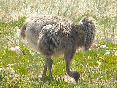 Appartement de vacances �/en/au Kirstenhof (Western Cape)ou appartement ou maison de vacances