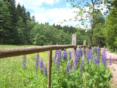 Appartement de vacances /en/au Vesser (Thringer Wald)ou appartement ou maison de vacances