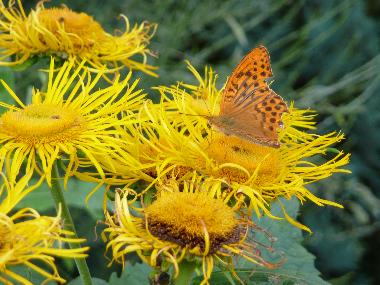 Appartement de vacances /en/au Vesser (Thringer Wald)ou appartement ou maison de vacances