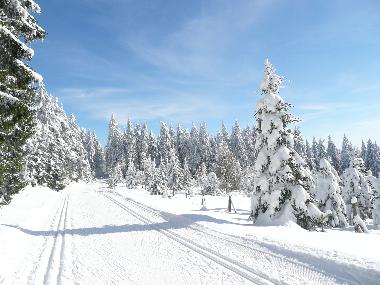 Appartement de vacances /en/au Vesser (Thringer Wald)ou appartement ou maison de vacances