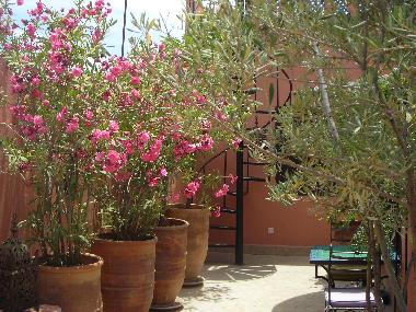 H�tel �/en/au Marrakech (Marrakech)ou appartement ou maison de vacances