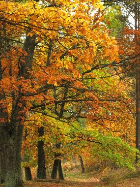 Maison de vacances /en/au Lipusz (Pomorskie)ou appartement ou maison de vacances