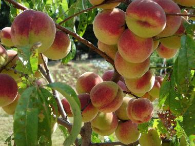 Maison de vacances �/en/au Anghiari (Arezzo)ou appartement ou maison de vacances