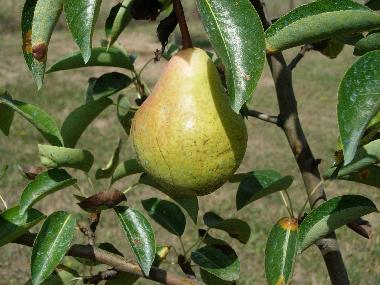 Maison de vacances �/en/au Anghiari (Arezzo)ou appartement ou maison de vacances