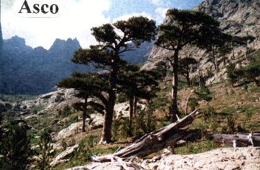 Maison de vacances /en/au Urtaca (Haute-Corse)ou appartement ou maison de vacances