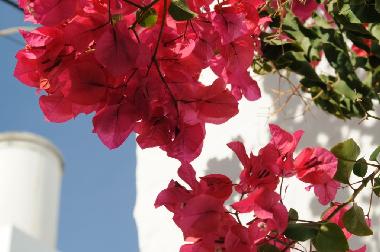 Maison de vacances �/en/au Conil (C�diz)ou appartement ou maison de vacances