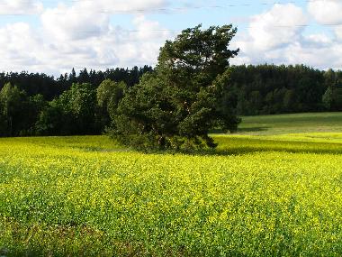 Maison de vacances �/en/au Kurzeme, Edole (Lettland)ou appartement ou maison de vacances