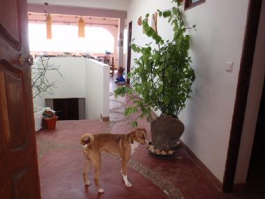 Maison de vacances �/en/au Ribeira do Joao (Maio)ou appartement ou maison de vacances