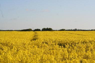 Appartement de vacances �/en/au Seebad Breege Juliusruh (Ostsee-Inseln)ou appartement ou maison de vacances