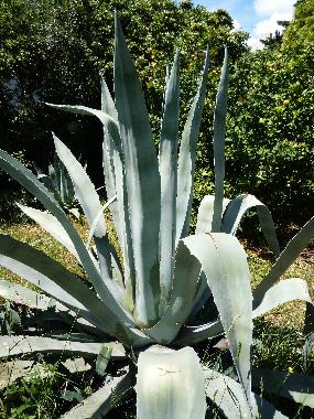 Maison de vacances /en/au Seget Vranjica (Splitsko-Dalmatinska)ou appartement ou maison de vacances