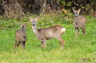 Maison de vacances /en/au Uherce Mineralne (Podkarpackie)ou appartement ou maison de vacances