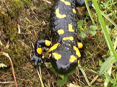 Maison de vacances /en/au Uherce Mineralne (Podkarpackie)ou appartement ou maison de vacances