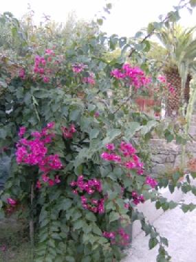 Appartement de vacances /en/au joppolo (Vibo Valentia)ou appartement ou maison de vacances