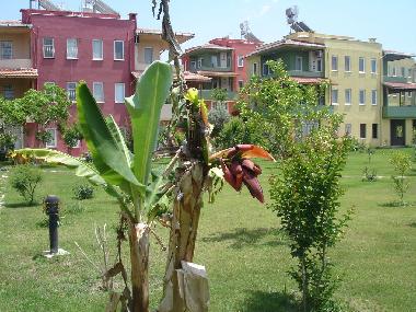 Maison de vacances /en/au kizilot (Antalya)ou appartement ou maison de vacances