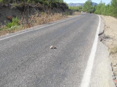 Chalet �/en/au Olympos (Antalya)ou appartement ou maison de vacances