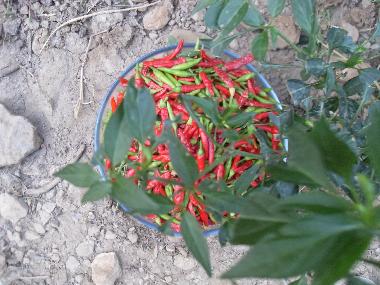 Chalet �/en/au Olympos (Antalya)ou appartement ou maison de vacances