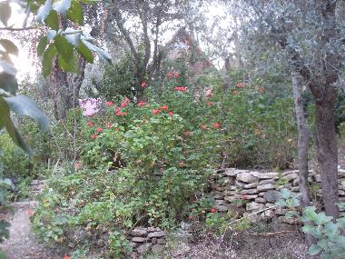 Chalet �/en/au Olympos (Antalya)ou appartement ou maison de vacances