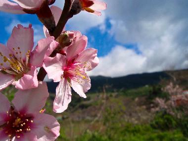 Maison de vacances /en/au Las Manchas (La Palma und El Hierro)ou appartement ou maison de vacances