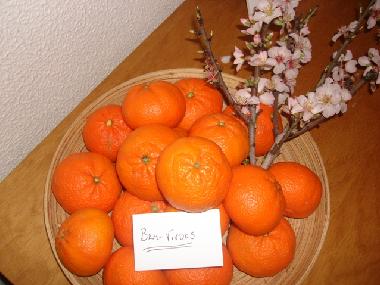 Appartement de vacances /en/au Quarteira (Algarve)ou appartement ou maison de vacances