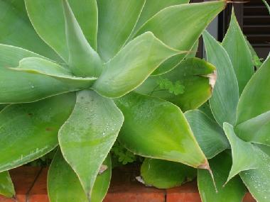 Appartement de vacances /en/au Quarteira (Algarve)ou appartement ou maison de vacances