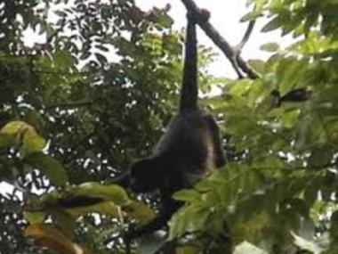 Maison de vacances �/en/au Playa Carrillo (Guanacaste)ou appartement ou maison de vacances