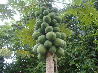 Maison de vacances /en/au diani beach (Coast)ou appartement ou maison de vacances