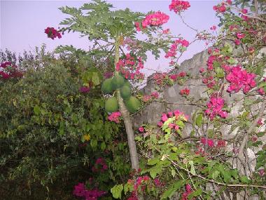 Maison de vacances /en/au diani beach (Coast)ou appartement ou maison de vacances