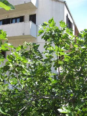 Appartement de vacances /en/au Split (Splitsko-Dalmatinska)ou appartement ou maison de vacances