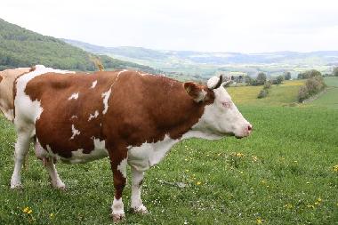 Appartement de vacances /en/au Tann(Rhn) (Rhn)ou appartement ou maison de vacances