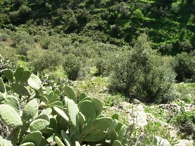 Villa �/en/au Torrox (M�laga)ou appartement ou maison de vacances