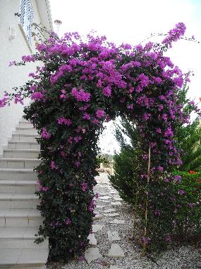 Appartement de vacances /en/au Pafos Peyia (Paphos)ou appartement ou maison de vacances