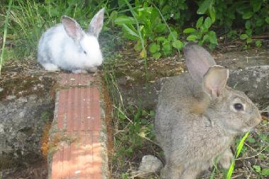 Appartement de vacances �/en/au Litochoron (Pella)ou appartement ou maison de vacances